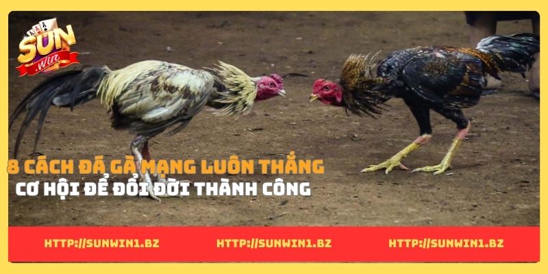 Cách đá gà mạng luôn thắng