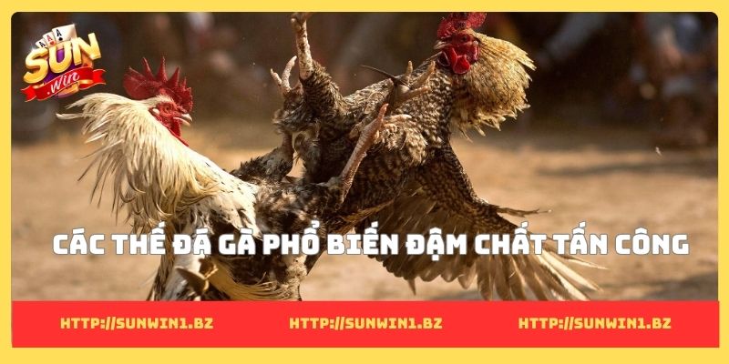 Các thế đá gà phổ biến đậm chất tấn công